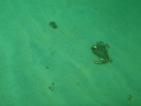 Big crab vs. Little crab, underwater WWF