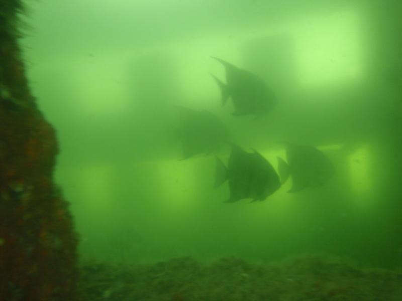 Angels through the concrete-Third Pier