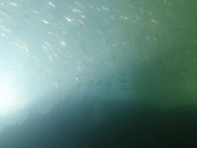 School of Pilchard-Third Pier