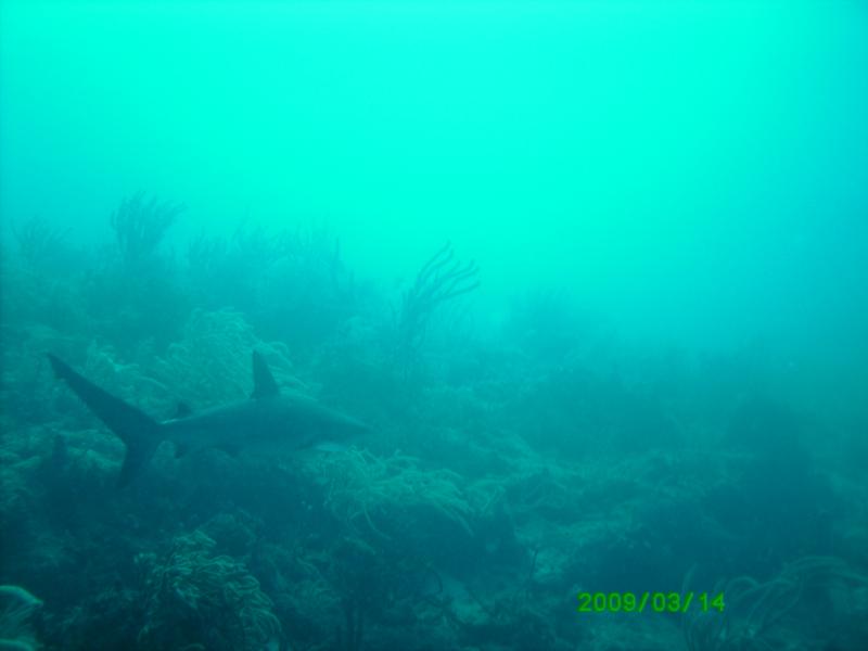 Jaws2