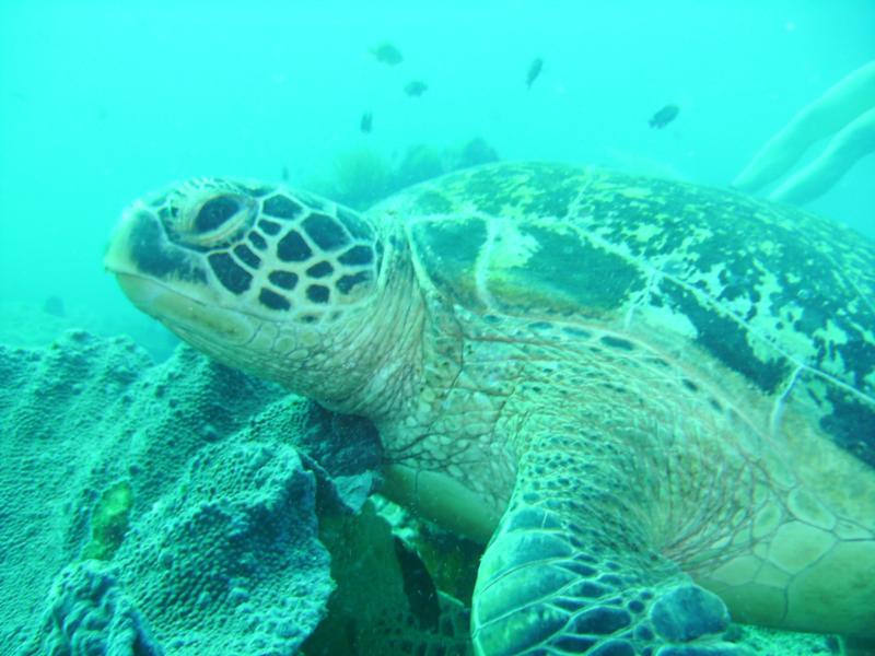 Sea Turtle