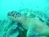 Sea Turtle