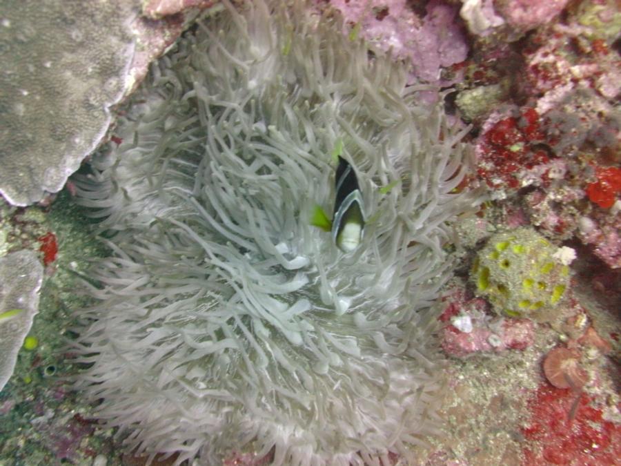 Diving in Verdi Island