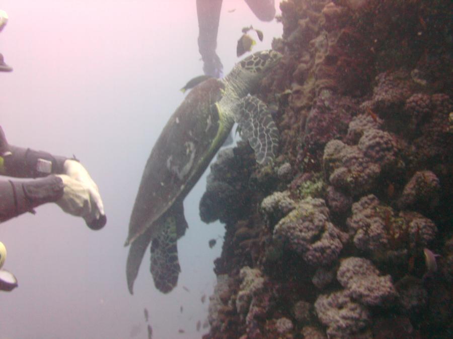 Diving in Verdi island