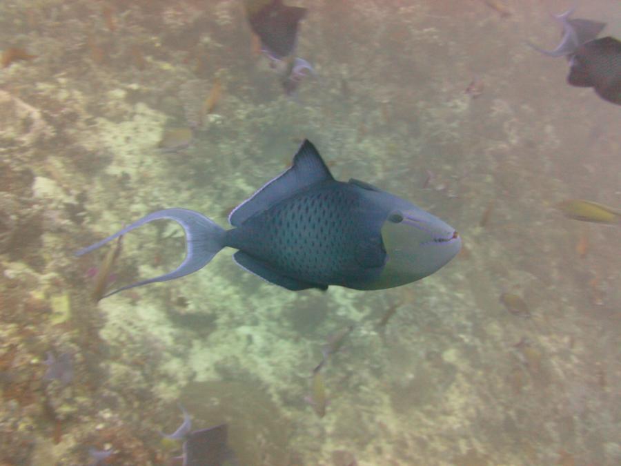 Diving Verdi Island