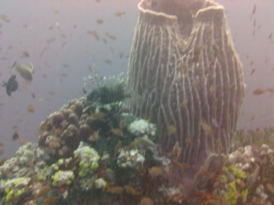 Diving Verdi Island