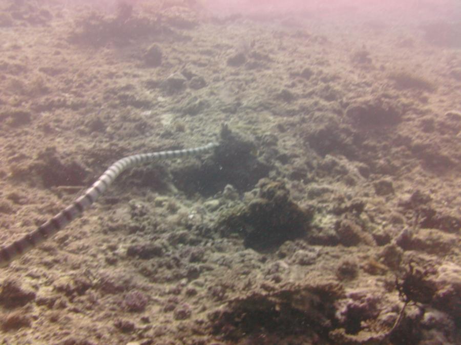 Sea Snake