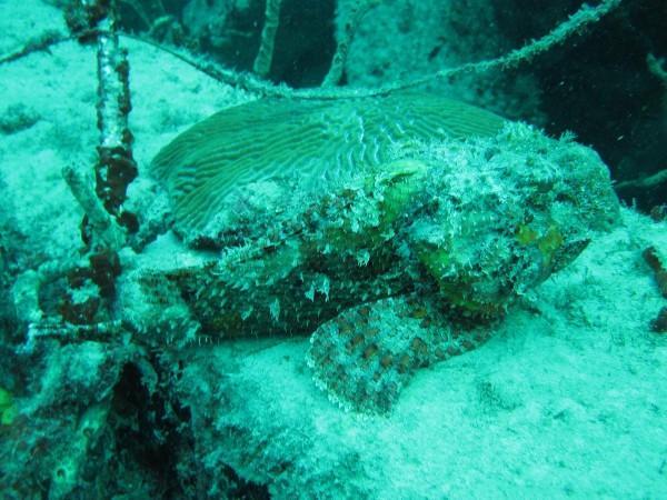 Scorpion Fish