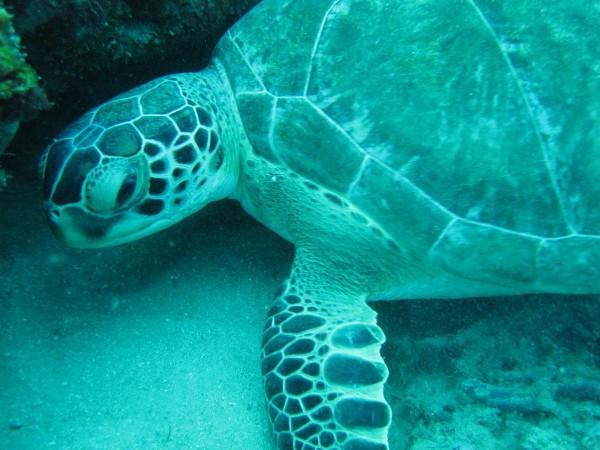 Sea Turtle