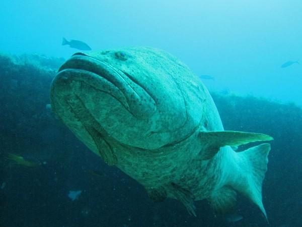 Goliath Grouper, my money shot