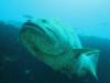 Goliath Grouper, my money shot