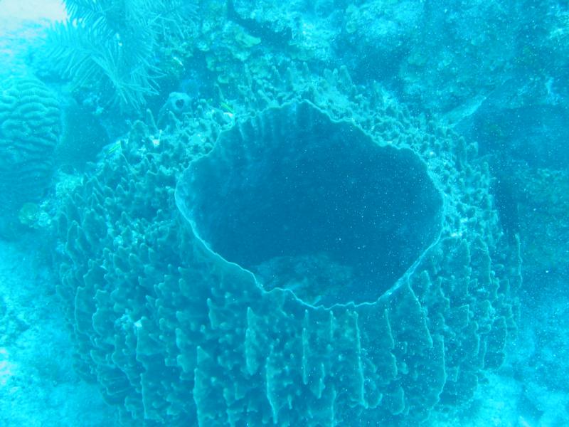 Sponge
