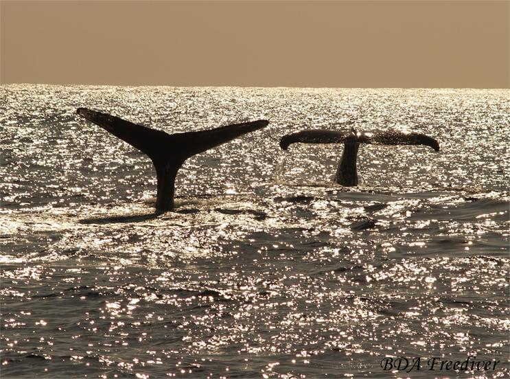 Diving Humpbacks off Bermuda