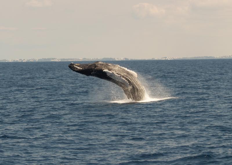 Breaching Humpback Whale off Bermuda