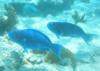 Blue Parrot Fish