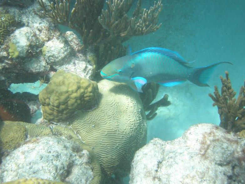 Parrot FIsh