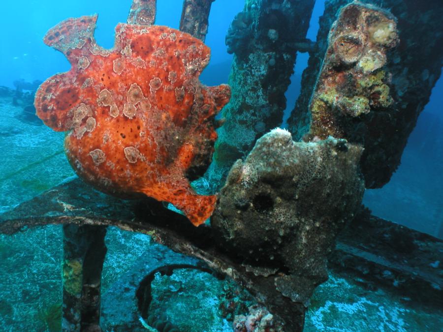 frog fish