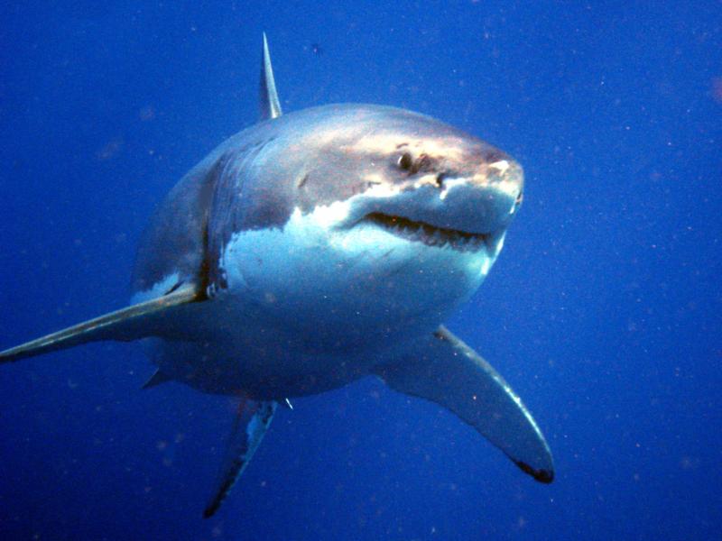 Great White Shark