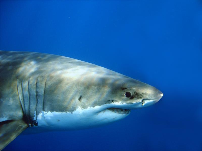 Great White Shark