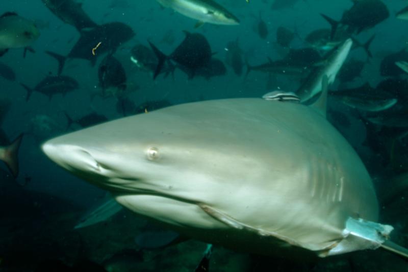 Bull Shark