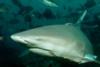 Bull Shark