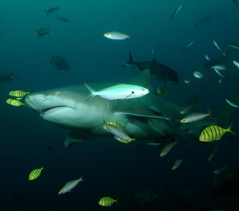 Lemon Shark