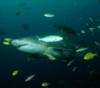 Lemon Shark