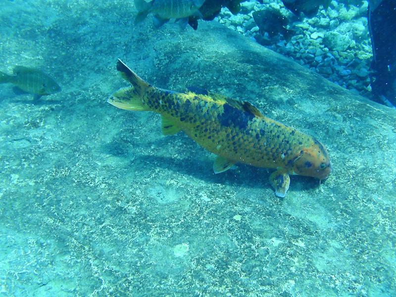 School of Blue gills Vortex Springs