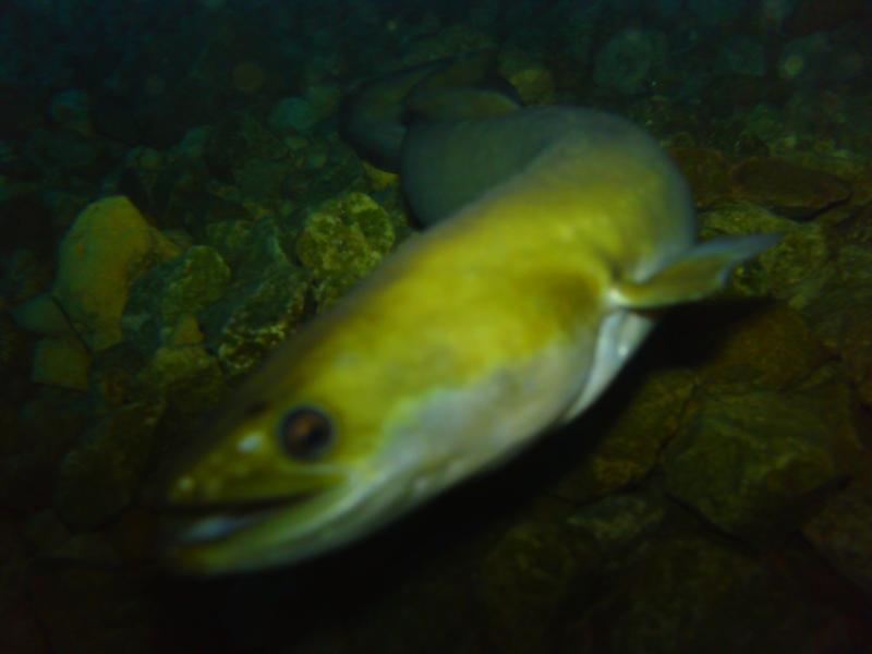 Vortex moray/AKA American eel