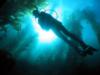 Diving in Catalina Kelp Forest