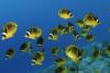 Kona Racoon Butterfly Fish