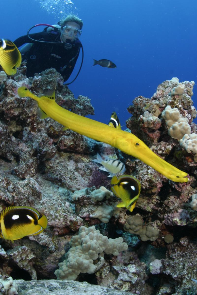 My Dive Buddies in Kona