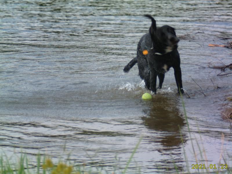 Dog in the water