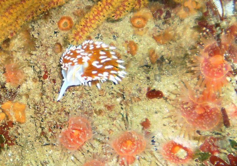 Nudi