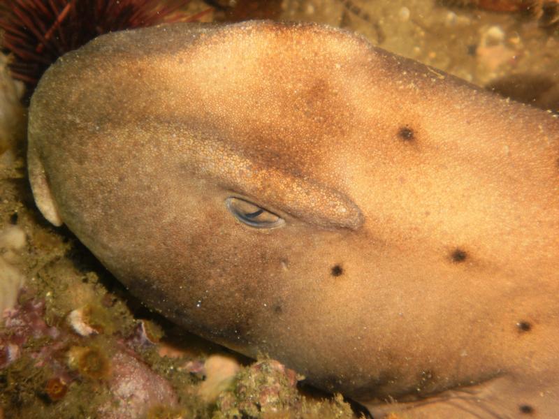 Horn shark