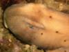 Horn shark