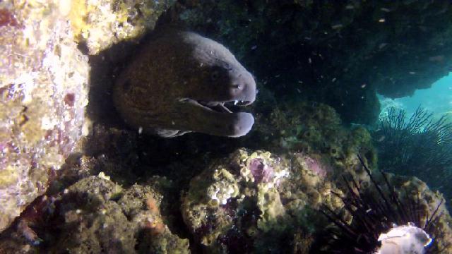 Moray eel