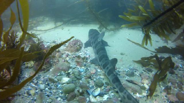 Leopard shark