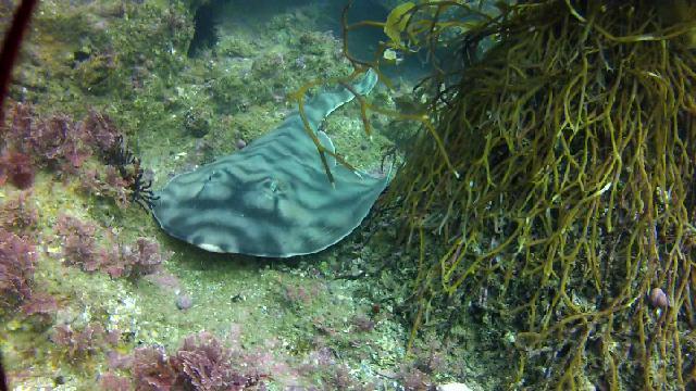 Banded Guitarfish