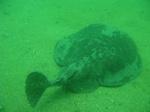 Torpedo Ray - this animal can shock you with up to 220 volts.