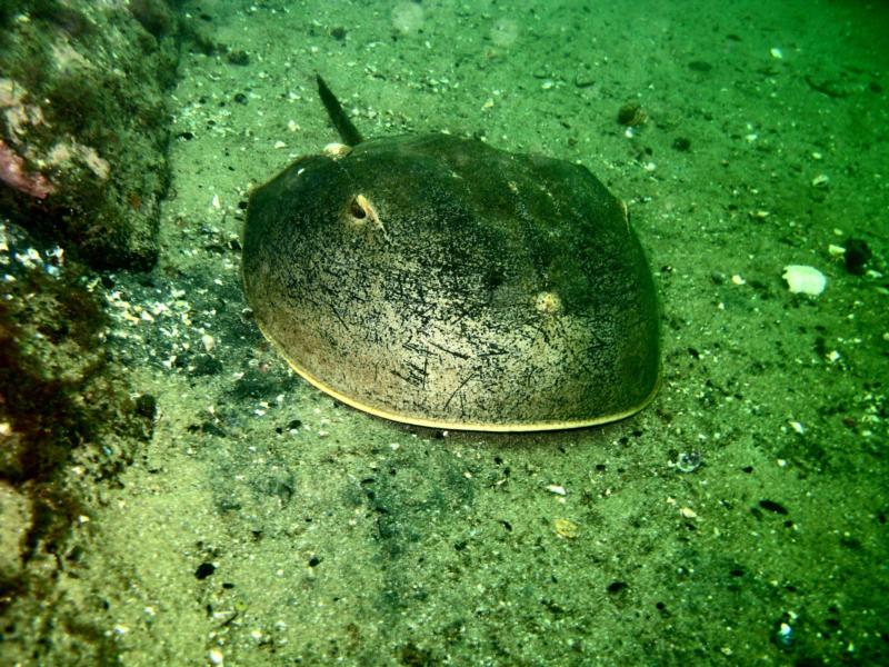 Horseshoe crab