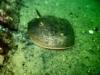 Horseshoe crab