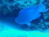 Blue Parrot Fish - Cozumel