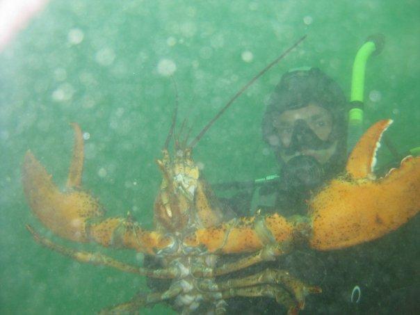 One of the bigger lobsters we’ve seen