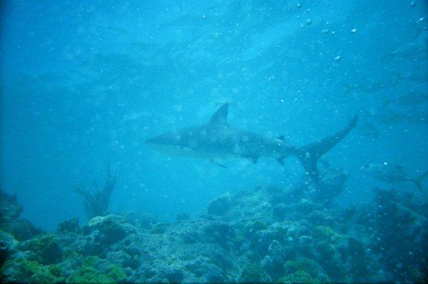 Shark in the Keys