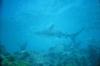 Shark in the Keys