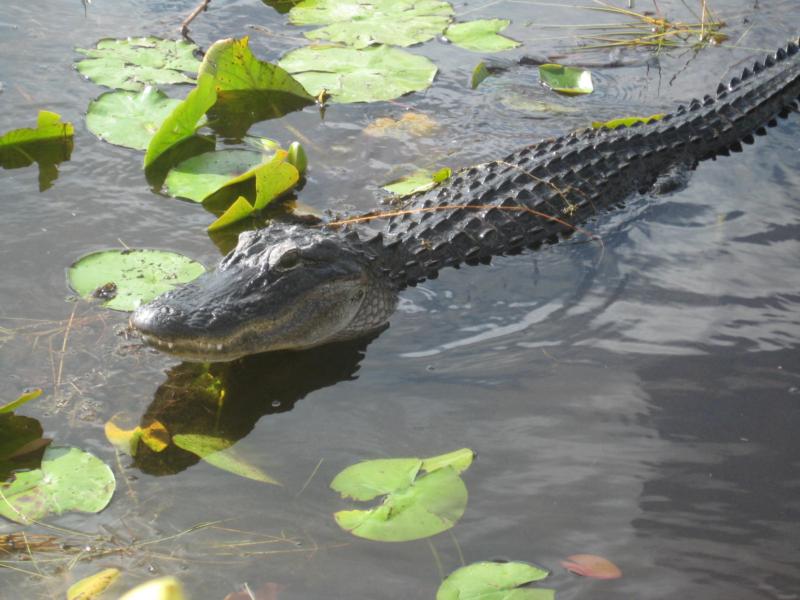 air boat