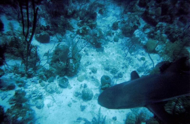 Turks and Caicos Island Black Tip 1