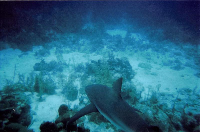 Turks and Caicos Island Black Tip 2