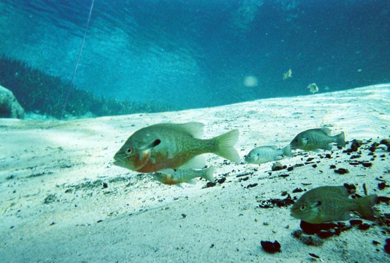 Some fish at Alexander Springs